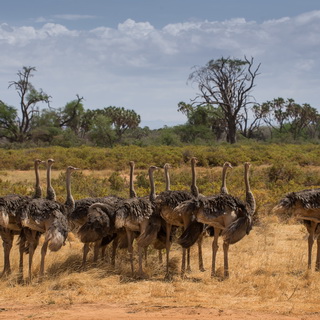 Samburu - Group of female ostriches